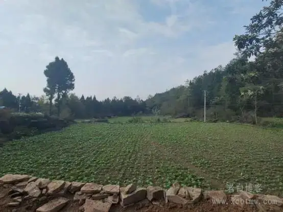 嘉陵江流域成熟滑坡野外勘察记录