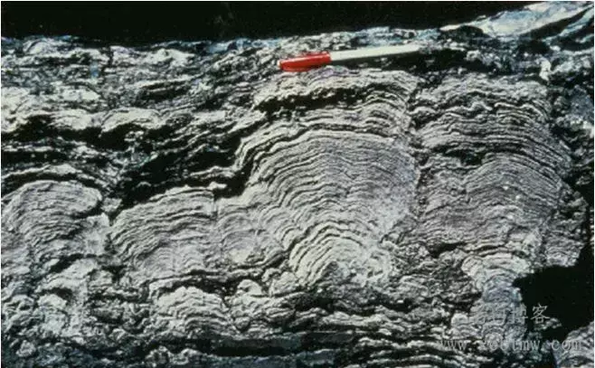 常见石灰岩的一般组构特征、分类和鉴定